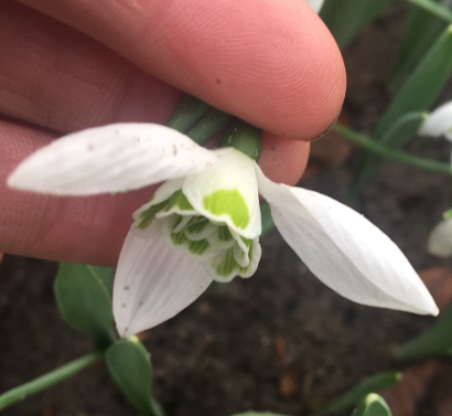 Galanthus 'Faringdon Double'